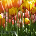 Fototapety tulipáni