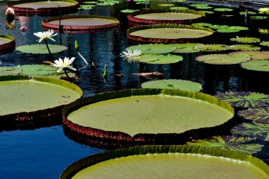 Zahradní jezírka od Hizolu pro uvítání sezóny