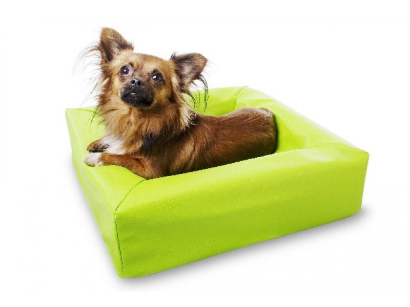 Jak se atraktivně připravit na spolubydlení se psem?