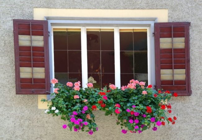 23498979 - geraniums in window box