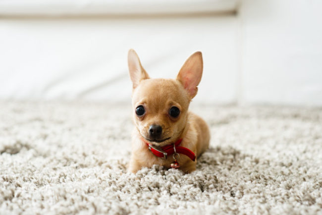 26958219 - cute chihuahua dog playing on living room's carpet and looking at camera.