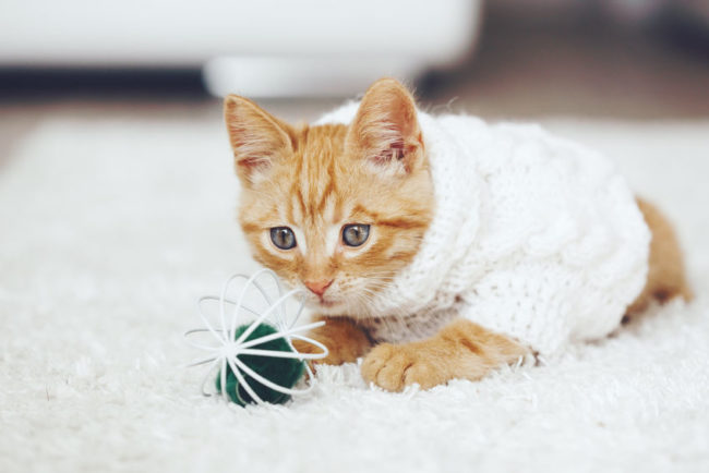 46058522 - cute little ginger kitten wearing warm knitted sweater is playing with pet toy on white carpet
