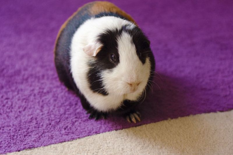 Čištění společně s vydezinfikováním koberce může prospět vašemu zdraví