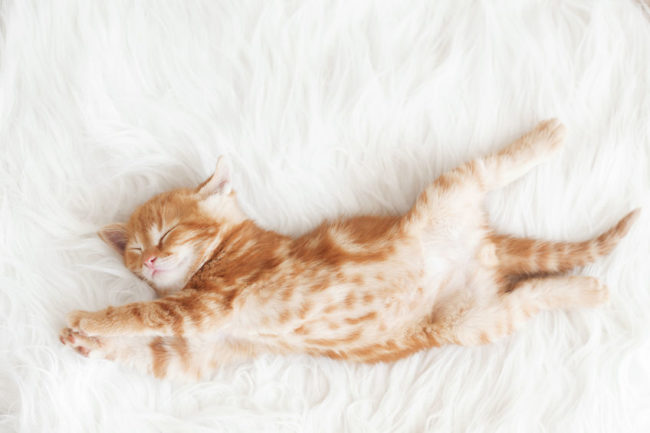 28828372 - cute little red kitten sleeps on fur white blanket