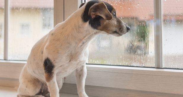 Rosí se vám okna? Pozor na nadměrnou vlhkost