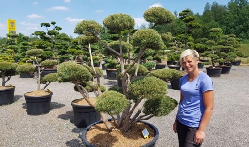 Osvojte si pěstování tvarovaných stromů ve vaší zahradě