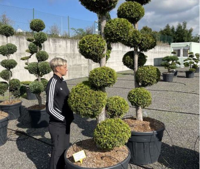 Pěstování zeravu západního je jednoduché. Zvládnete to taky