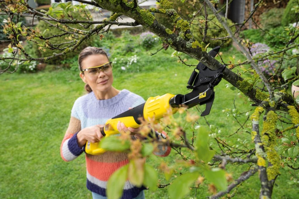 Na co si dát pozor při zmlazování stromů na zahradě?