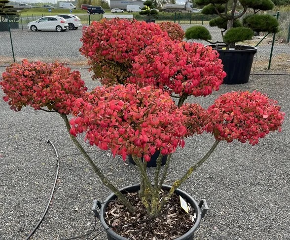 Jak zařídit svou zahradu, aby odpovídala principům feng-šuej