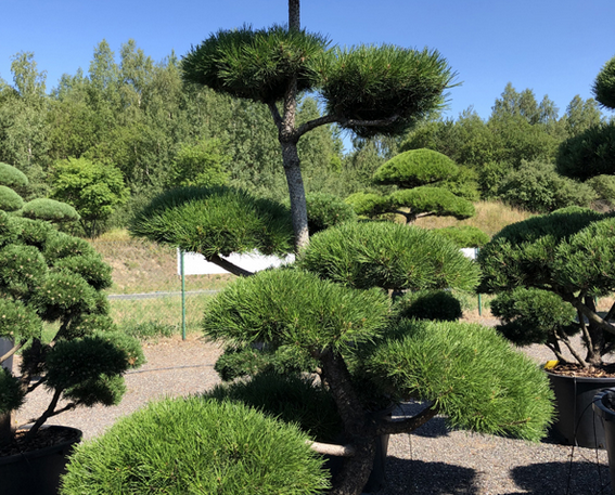 Tis červený se bude hodit do vaší zahrady. Jaký kultivar vybrat?