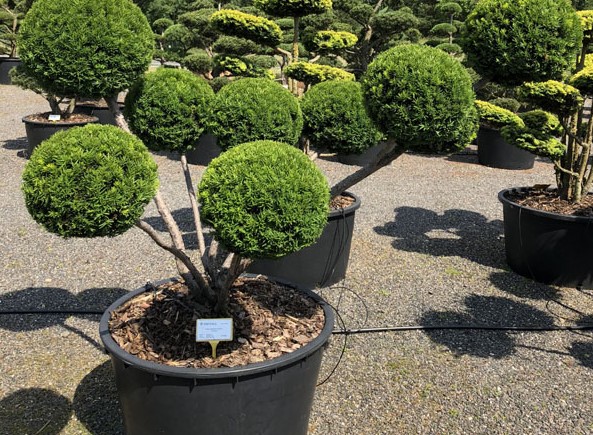 Zasaďte si v zahradě tis prostřední. Jak na jeho pěstování?