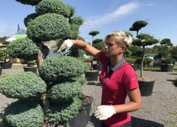 Okrasné stromy na terasu: Jaké druhy se hodí?