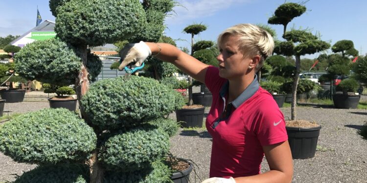 Okrasné stromy na terasu: Jaké druhy se hodí?